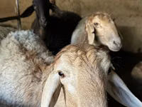 Schaf, Arashan sheep — Foto 4