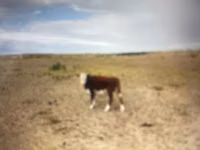 Rinder (Partie, Geschlecht nicht angegeben), Simmental cattle — Foto 2