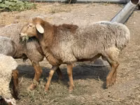 Қошқар, Hissar sheep — 1-сурет