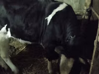 Kuh, Holstein-Rasse — Foto 1