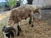 كبش, Blackheaded Persian sheep — الصورة 2