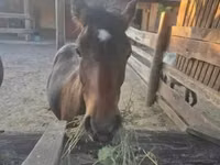 Hengst, Welsh Cob — Foto 1