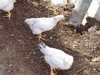 Chickens — 2-rasm