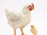 Chickens — Foto 5