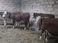 Cow, Kazakh White-headed cow — photo 1