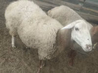 भेड़, भेड़ — फ़ोटो 1