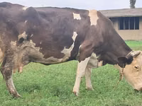 Kuh, Simmental cattle — Foto 7