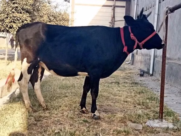 Rinder (Partie, Geschlecht nicht angegeben), Russian Black pied cattle — Usbekistan