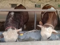 Бұқа, Simmental cattle — 4-сурет