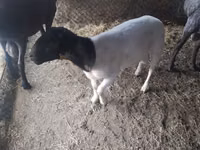 Widder, Dorper sheep — Foto 2
