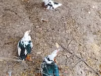 Geese — Foto 3