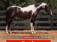 Aygʻir, Friesian — 1-rasm