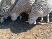 Carnero, Assaf sheep — foto 1