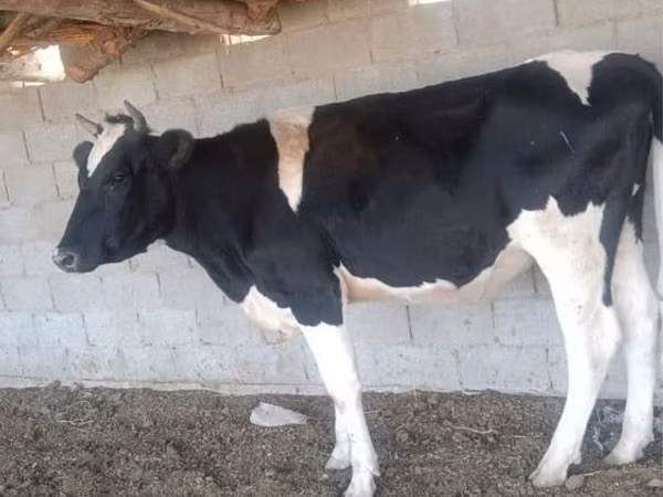 गाय, गोलस्टीन नस्ल — कज़ाखस्तान