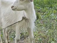 Ziege, Orenburg goat — Foto 2