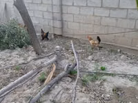 Bantam — Foto 1