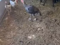 Turkeys — Foto 2
