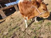 ثور, Simmental cattle — الصورة 3