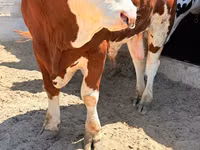 Toro, Simmental cattle — foto 2