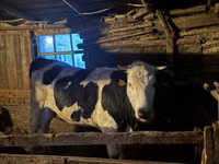 Bulle, Russian Black pied cattle — Foto 2