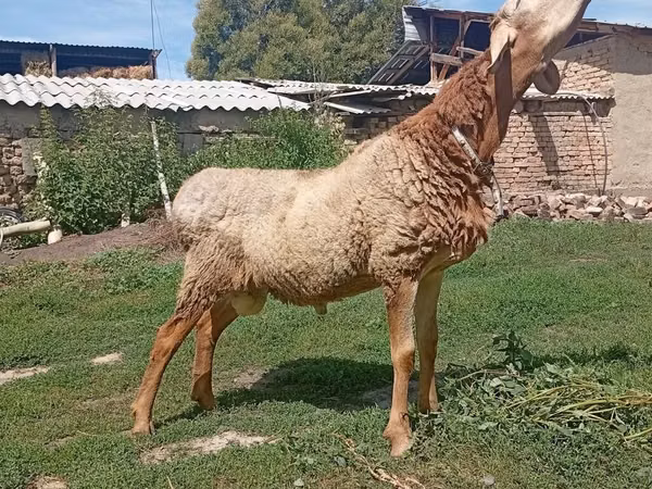 Carnero, Ovejas — Kirguistán