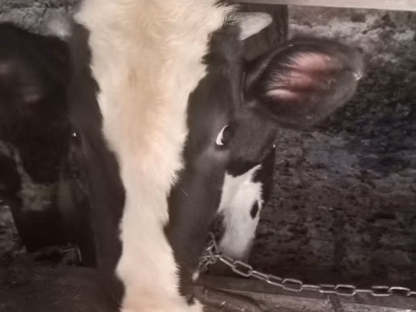 Buqa, Russian Black pied cattle