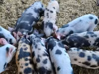 Schweine (Partie, Geschlecht nicht angegeben) — Foto 1