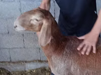 نعجة, Arashan sheep — الصورة 7
