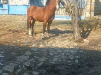 Hengst, Karabakh horse — Foto 6