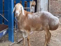 Carnero, Arashan sheep — foto 1