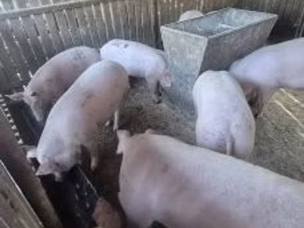 Säue, Schweine