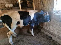 Bulle, Holstein-Rasse — Foto 2