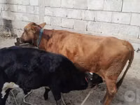 Vaca, Ganado vacuno — foto 1