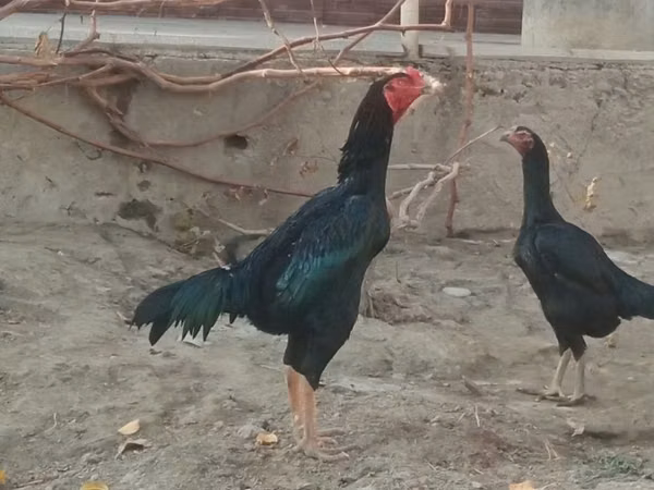 Chickens — Uzbekistán