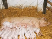 Boar, Pigs — photo 1