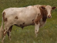Kuh, Simmental cattle — Foto 2