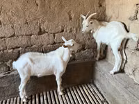 母山羊, Saanen goat — 照片 3