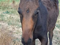 Caballo, Thoroughbred horse — foto 2