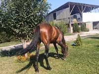 حصان, Arabian horse — الصورة 4