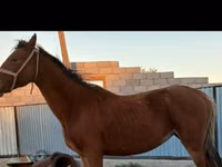 母马, Kazakh horse — 照片 1