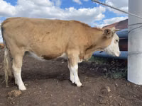 公牛, Simmental cattle — 照片 5