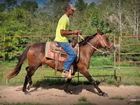 Yegua, Standardbred — foto 4
