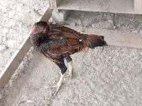 Chickens — Foto 2