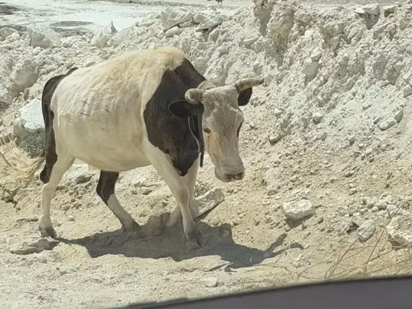 गाय, हेरफोर्ड — कज़ाखस्तान