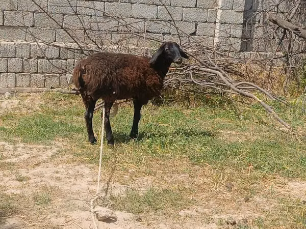 Ovejas (lote, sexo no especificado), Jaidara sheep