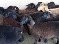 Widder, Hissar sheep — Foto 4