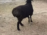 Carnero, Rhon sheep — foto 3