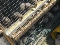 Quails — Foto 1