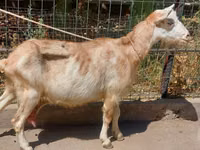 Echki, Echkilar — 6-rasm