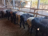 Schaf, Rhon sheep — Foto 3